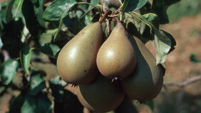 028_Obst-Beeren-Fruechte_ts