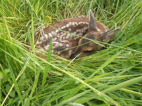 Rehkitz im Gras