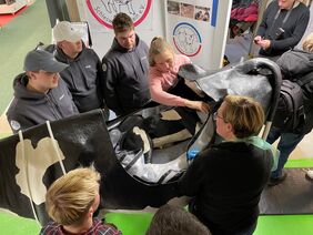 Eine trächtige Kuh als Modell Eine trächtige Kuh als Modell.