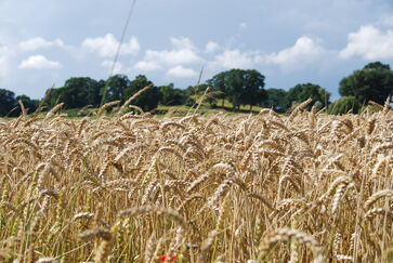 Landwirtschaft