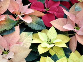 Variety of poinsettia colors