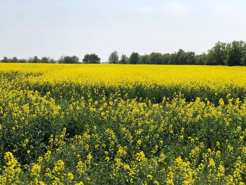 Rapsblüte in Schleswig-Holstein 