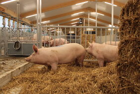 Schweine im Stall