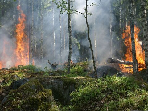 Waldbrand 