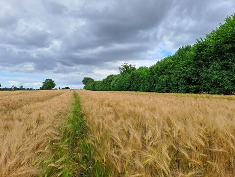 Ein Knick am Feldrand. 