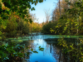 Kaltenhofer Moor in Schleswig-Holstein in Germany Kaltenhofer Moor in Schleswig-Holstein in Germany