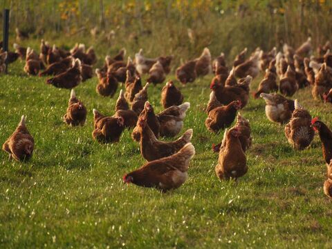 Hühner auf einer Wiese
