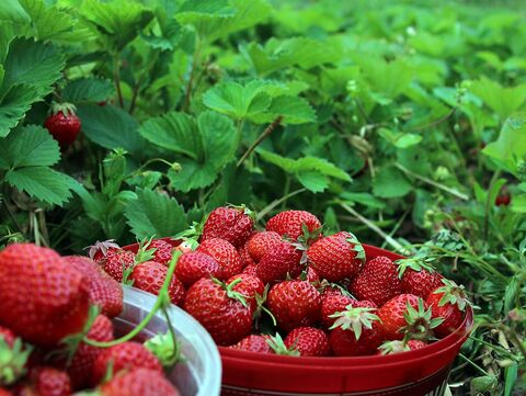 Erdbeeren auf dem Feld und im Korb