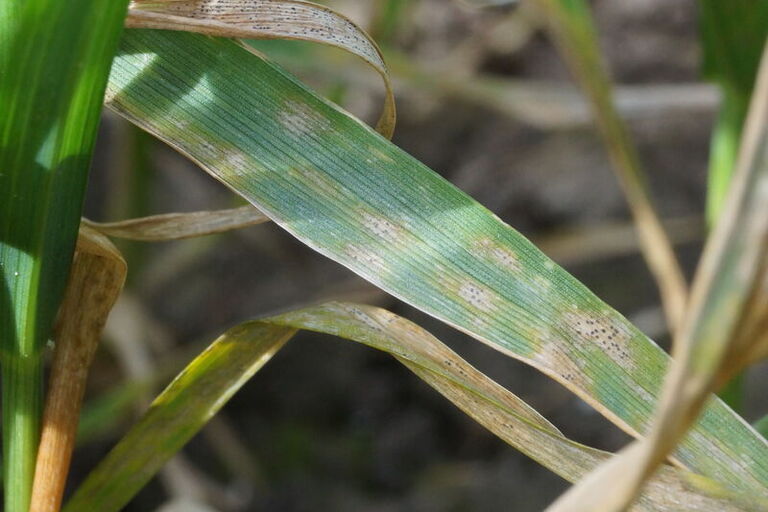 Neue Vorgaben: Dokumentation von Pflanzenschutzmittelanwendungen …