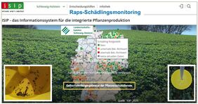 Raps-Schädlingsmonitoring. 