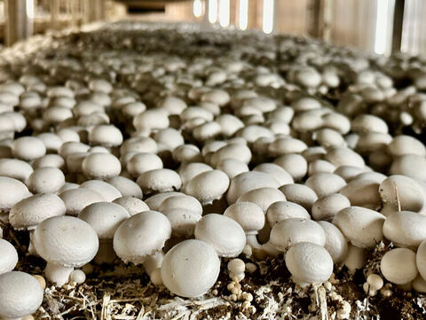 Anbau von CHampigons 