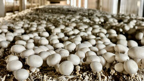 2154177117 Anbau von CHampigons