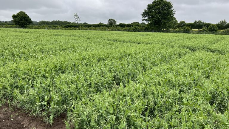 Ergebnisse LSV konventionell Futtererbsen 2025 stehen zum Download bereit ...