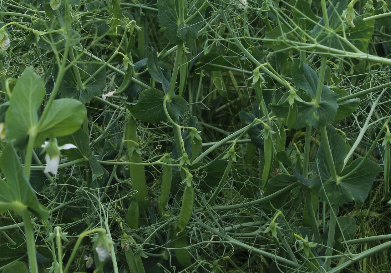 Futtererbsen | Landwirtschaftskammer Schleswig-Holstein