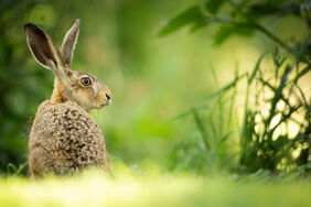 Feldhase Ostern 
