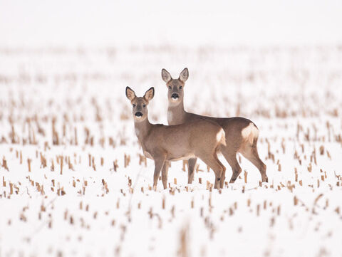 Rehe auf einem schneebedeckten Feld 