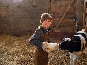 Boy Feeding a Calf