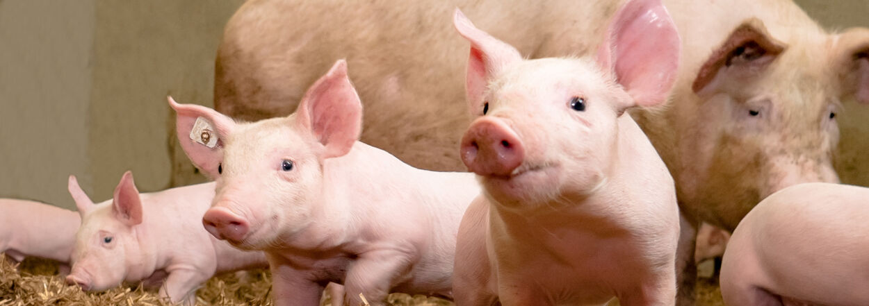 Schweine und Ferkelnotierungen