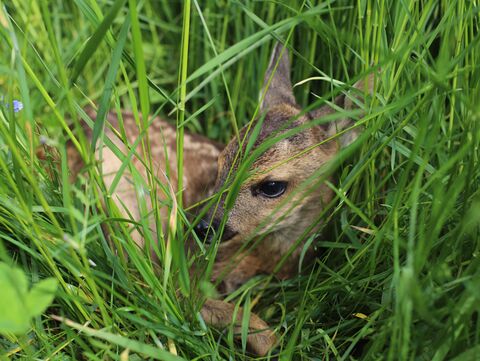 Rehkitz in geduckter Haltung