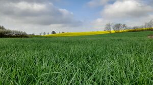 Grünland vor Rapsfeld