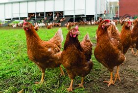 Legehennen im Freien 