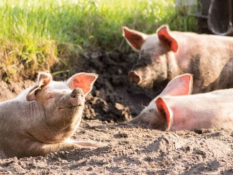 Schweine, die sich wohl fühlen 
