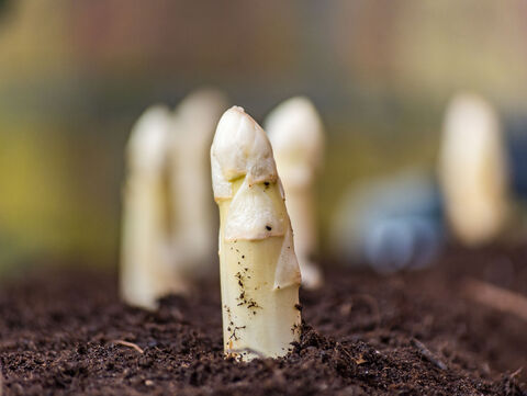 New harvest of high quality white asparagus on asparasus fields