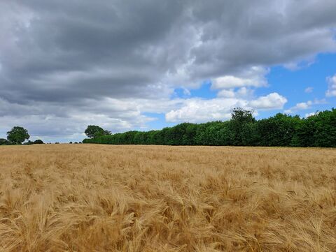 Feld und Knick 