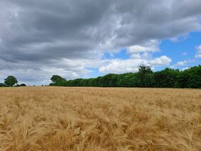 Feld und Knick 