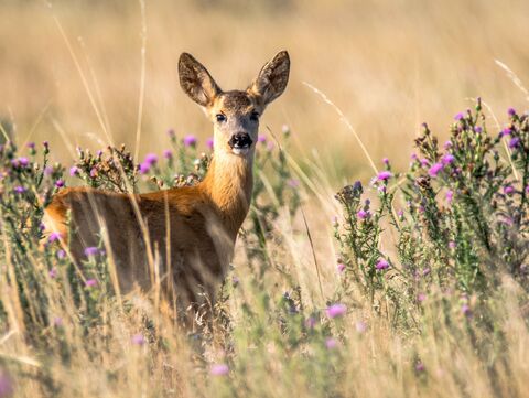 Reh auf einem Feld