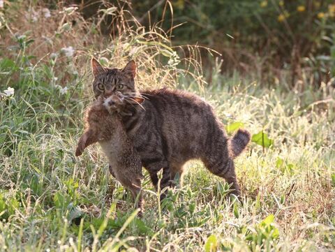 Katze, die ein Hasen gefangen hat