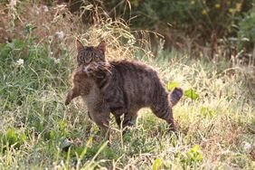 Katze, die ein Hasen gefangen hat