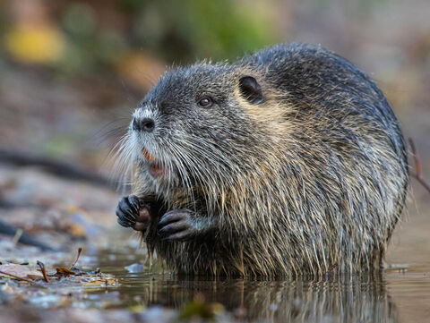 Nutria