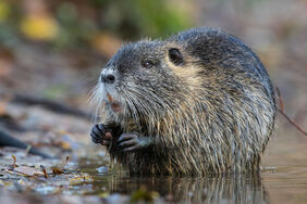 Nutria