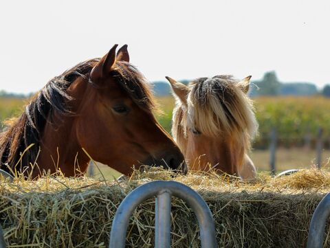 Pferde und Heu