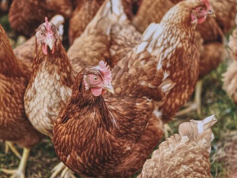 Mehrere Hühner in einer Gruppe