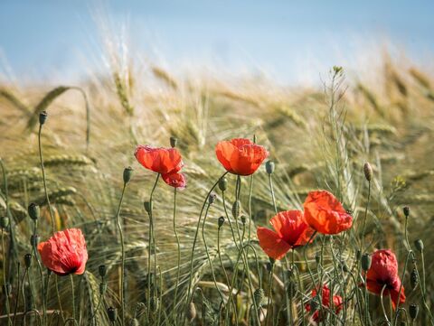 Ein Feld mit Klatschmohn und Getreide 