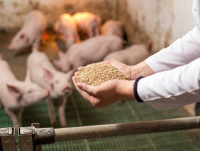 Vwtwrinarian feeding piglets with dry granules