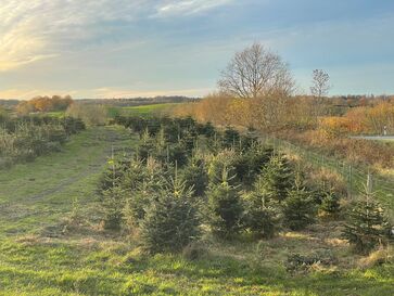 Weihnachtsbaumschonung 