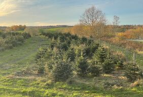 Weihnachtsbäume im Morgenlocht