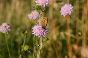 Wildblumenwiese 
