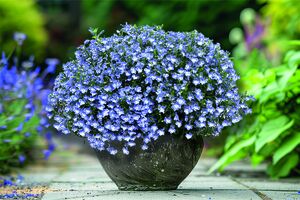 Pflanze des Jahres 2025