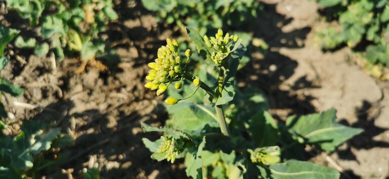 Die Ergebnisse der Landessortenversuche Winterraps 2025 liegen vor …