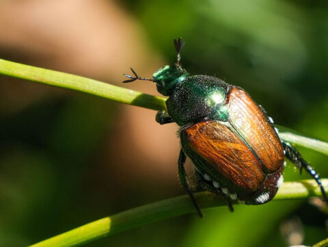 Ein Japankäfer auf einem Blatt. 