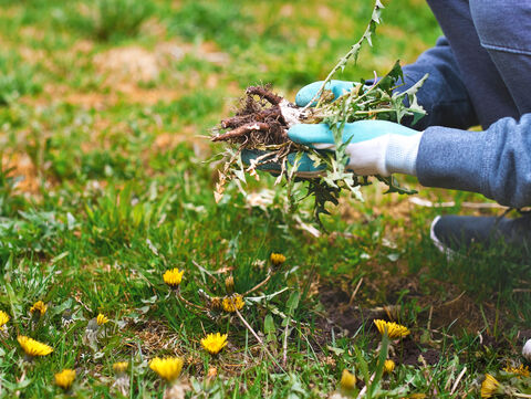 Young man hands wearing garden gloves, removing and hand-pulling Dandelions weeds plant permanently from lawn. Spring garden lawn care background.