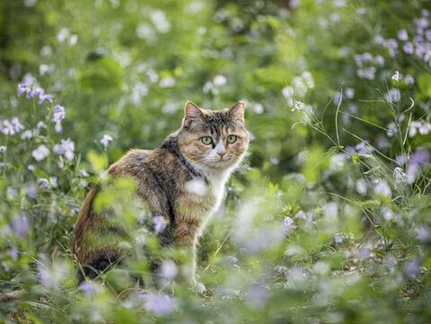 Katze in freier Wildbahn