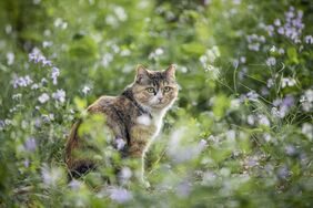 Katze in freier Wildbahn