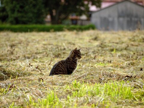 Kastration freilebender Katzen ist gestartet