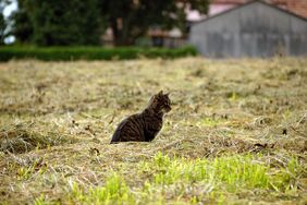 Kastration freilebender Katzen ist gestartet