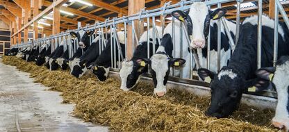 Rinder Und Kalbernotierungen Landwirtschaftskammer Schleswig Holstein